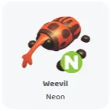 Weevil neon                         