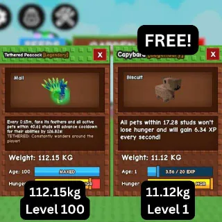 CHEAP GODLY TETHERED PEACOCK [112.15kg] + FREE GODLY Capybara (Huge, Titanic, Godly, Colossal) SALE/DISCOUNTED