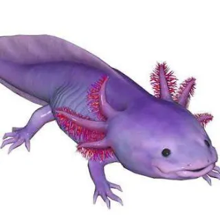Purple Axolotl