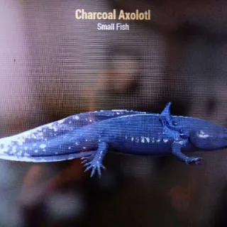 Charcoal Axolotl