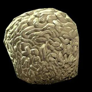 brain fungus X1000