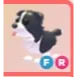 FR - Border Collie