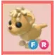 FR - Lion Cub