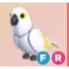 FR - White Amazon