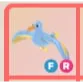 FR - Diamond Albatross