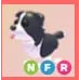 NFR - Border Collie