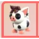 Mini Pig