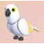 White Amazon