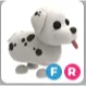 dalmatian FR