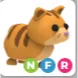 ginger cat NFR