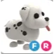 dalmatian FR