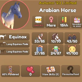 Equinox Arabian Horse