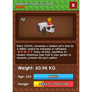 HUGE PEPPERMINT FRENCH FRY FERRET | 60-61 KG | 10 MIN CD NO TOY