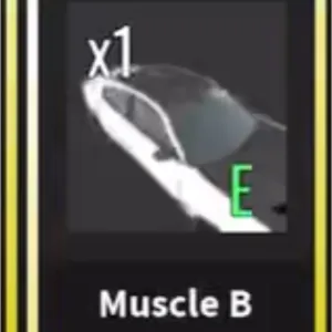 muscle b