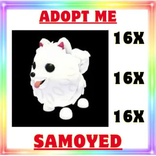16x Samoyed