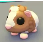 16x Chocolate Dutch Guinea Pig