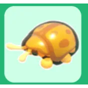 16x Golden Tortoise Beetle