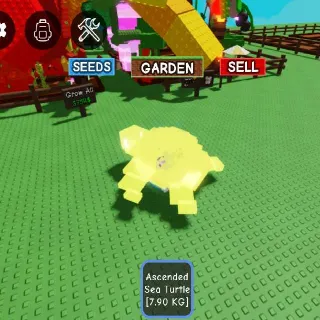 Ascended Sea Turtle 7.9kg Age32