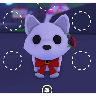 arctic fox