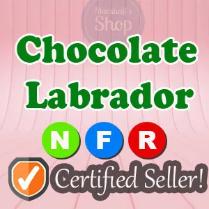 Pet | NFR Chocolate Labrador