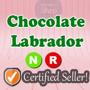 NR Chocolate Labrador Luminous